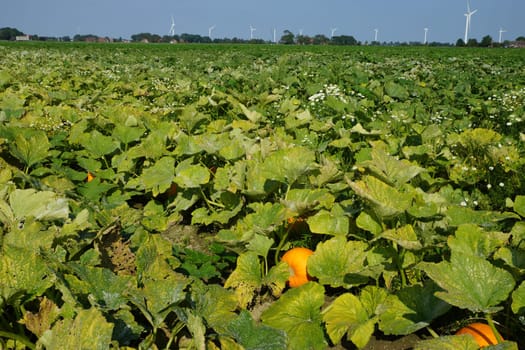 Kuerbisse in a vegetable field