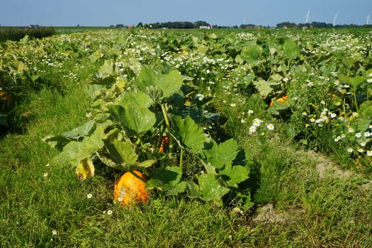 Kuerbisse in a vegetable field