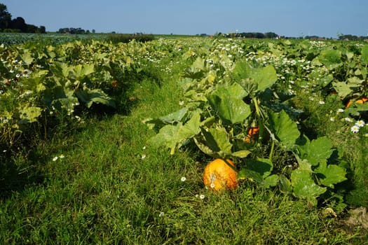 Kuerbisse in a vegetable field