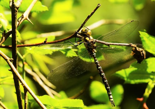 King dragonfly in a climbing rose