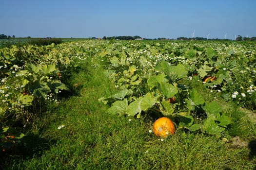 Kuerbisse in a vegetable field