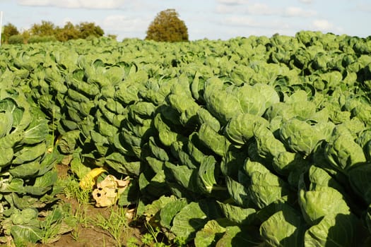 Vegetable field with Brussels sprouts in summer