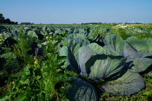 Kohlkoepfe in a vegetable field