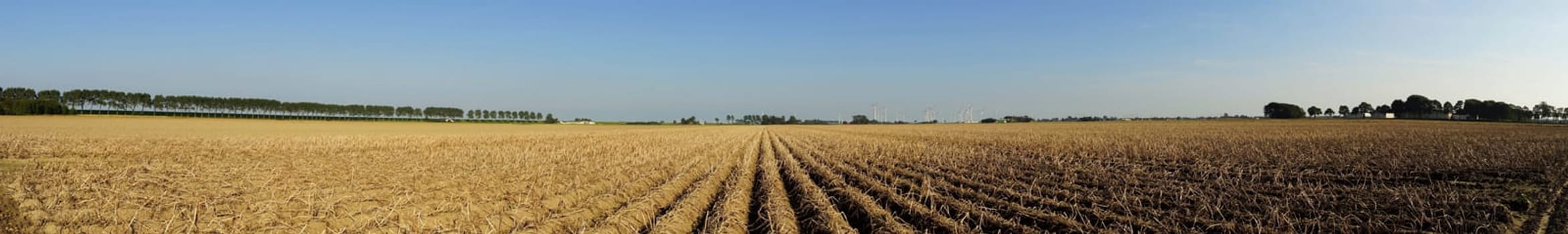 Panoramic view of a potato field in summer