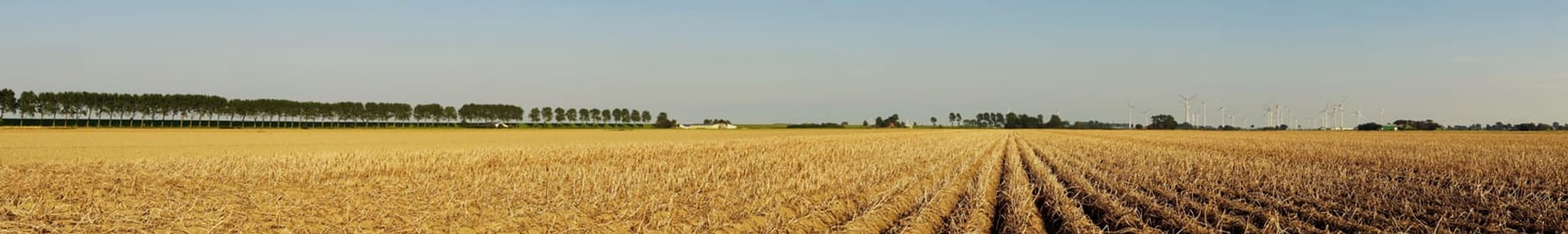 Panoramic view of a potato field in summer