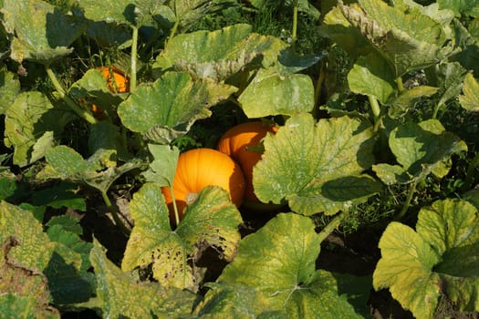 Kuerbisse in a vegetable field