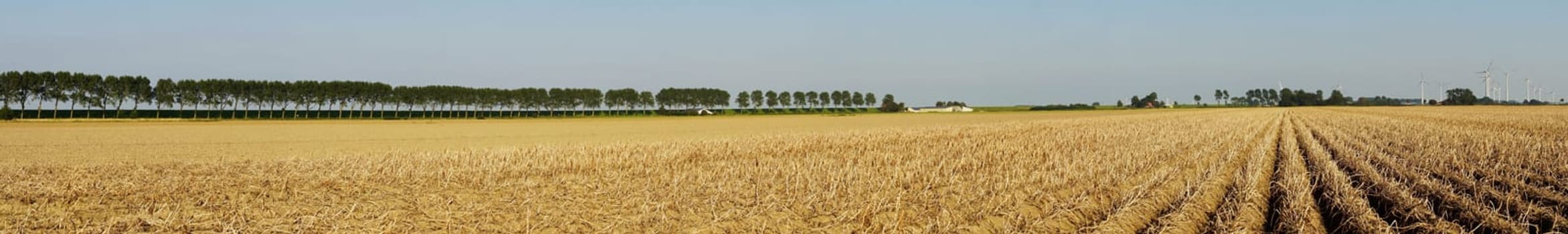Panoramic view of a potato field in summer