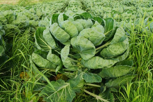 Vegetable field with Brussels sprouts in summer