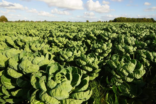 Vegetable field with Brussels sprouts in summer
