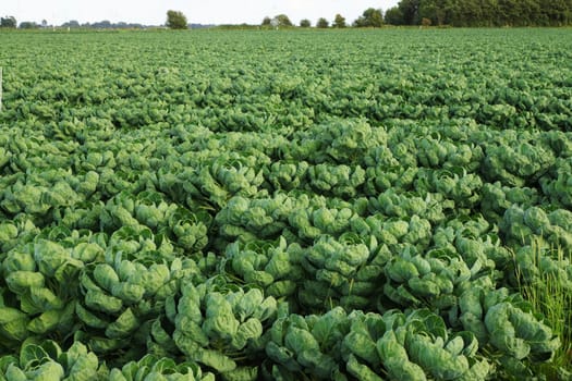 Vegetable field with Brussels sprouts in summer
