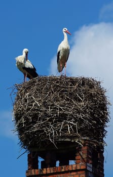 Pair of storks on a nest located on a chimney