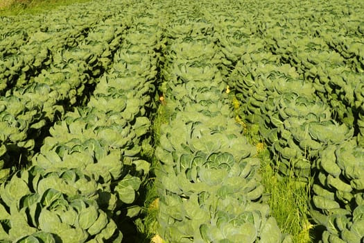 Vegetable field with Brussels sprouts in summer