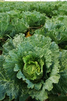 Vegetable field with cabbage in summer
