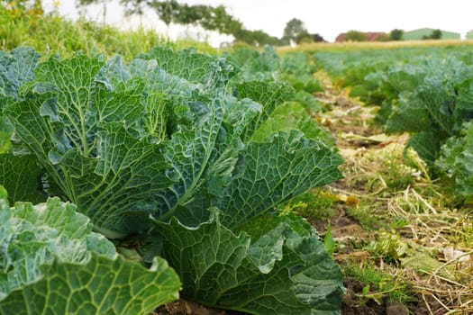 Vegetable field with cabbage in summer