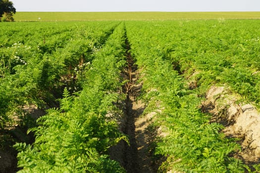 Vegetable field with carrots in summer