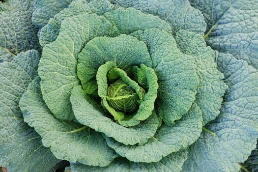 Vegetable field with cabbage in summer