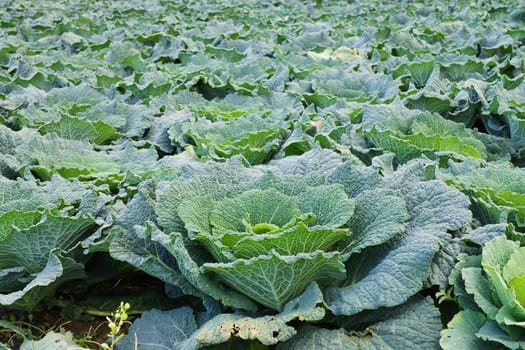 Vegetable field with cabbage in summer