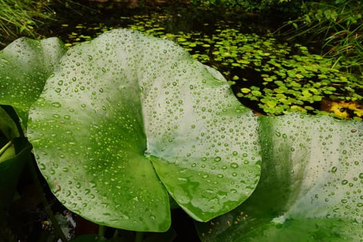 Drops of water on a water lily leaf in summer