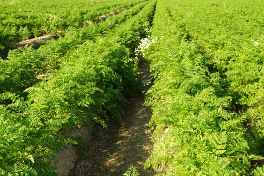 Vegetable field with carrots in summer