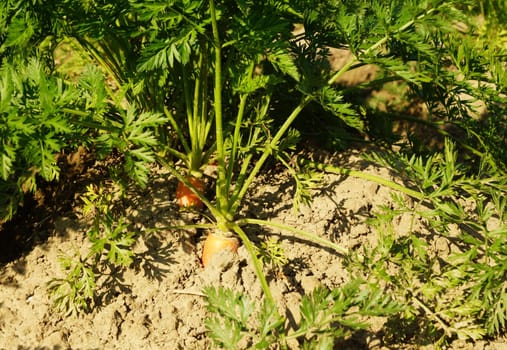 Vegetable field with carrots in summer