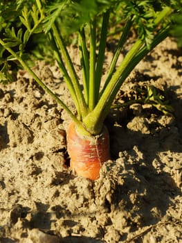 Vegetable field with carrots in summer