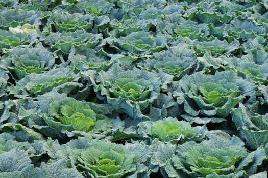 Vegetable field with cabbage in summer