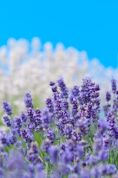 Lavender flower, violet Lavender flowers in nature with copy space, Lavandula