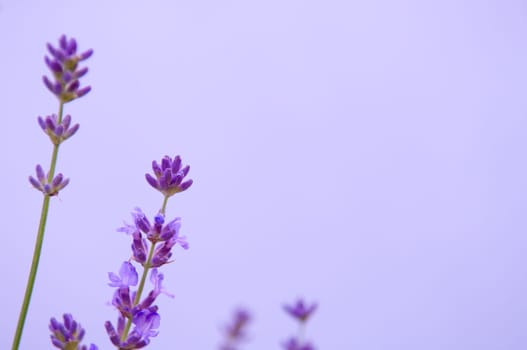 Lavender flower, violet Lavender flowers in nature with copy space, Lavandula