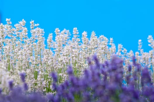 Lavender flower, violet Lavender flowers in nature with copy space, Lavandula