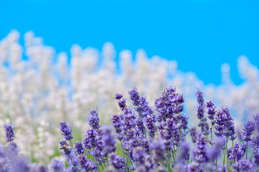 Lavender flower, violet Lavender flowers in nature with copy space, Lavandula