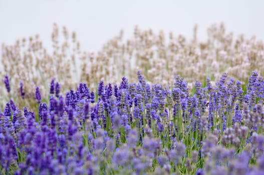 Lavender flower, violet Lavender flowers in nature with copy space, Lavandula