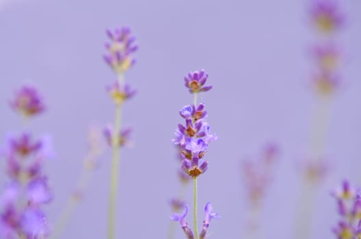 Lavender flower, violet Lavender flowers in nature with copy space, Lavandula