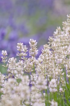 Lavender flower, violet Lavender flowers in nature with copy space, Lavandula