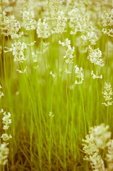 Lavender flower, violet Lavender flowers in nature with copy space, Lavandula