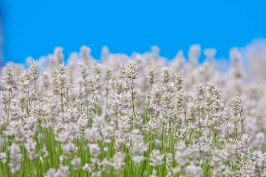 Lavender flower, violet Lavender flowers in nature with copy space, Lavandula