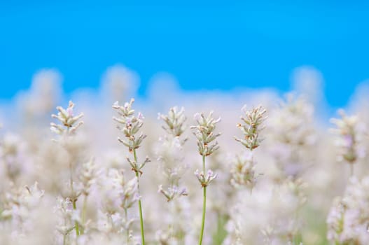 Lavender flower, violet Lavender flowers in nature with copy space, Lavandula