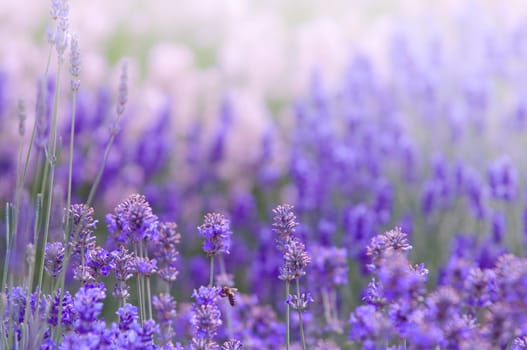 Lavender flower, violet Lavender flowers in nature with copy space, Lavandula