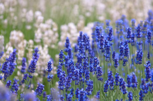 Lavender flower, violet Lavender flowers in nature with copy space, Lavandula
