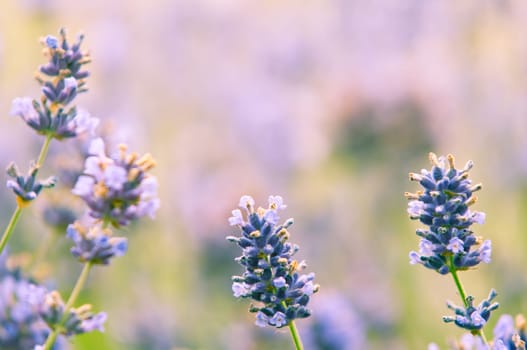 Lavender flower, violet Lavender flowers in nature with copy space, Lavandula