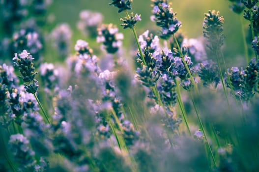 Lavender flower, violet Lavender flowers in nature with copy space, Lavandula