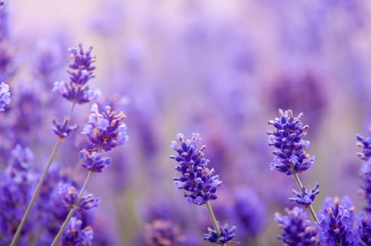 Lavender flower, violet Lavender flowers in nature with copy space, Lavandula
