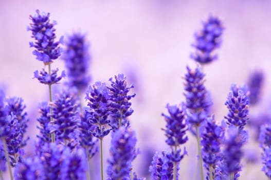 Lavender flower, violet Lavender flowers in nature with copy space, Lavandula