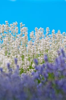 Lavender flower, violet Lavender flowers in nature with copy space, Lavandula