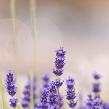 Lavender flower, violet Lavender flowers in nature with copy space, Lavandula