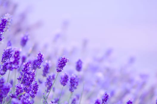 Lavender flower, violet Lavender flowers in nature with copy space, Lavandula