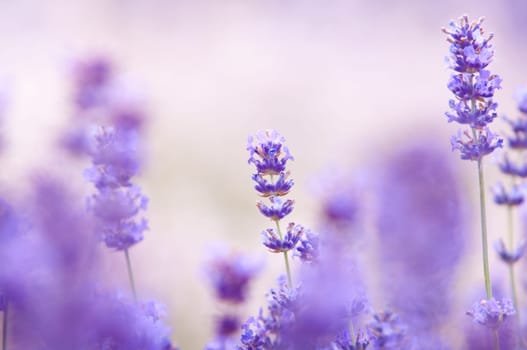 Lavender flower, violet Lavender flowers in nature with copy space, Lavandula