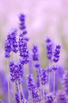 Lavender flower, violet Lavender flowers in nature with copy space, Lavandula