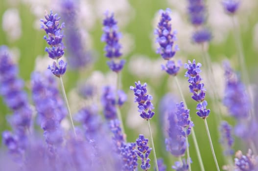 Lavender flower, violet Lavender flowers in nature with copy space, Lavandula