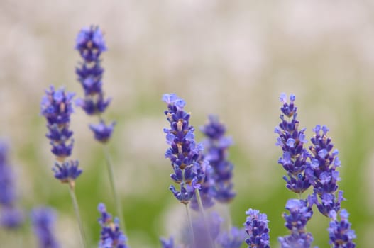 Lavender flower, violet Lavender flowers in nature with copy space, Lavandula
