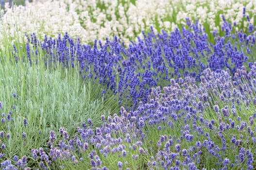 Lavender flower, violet Lavender flowers in nature with copy space, Lavandula